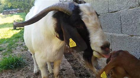 goat mating video